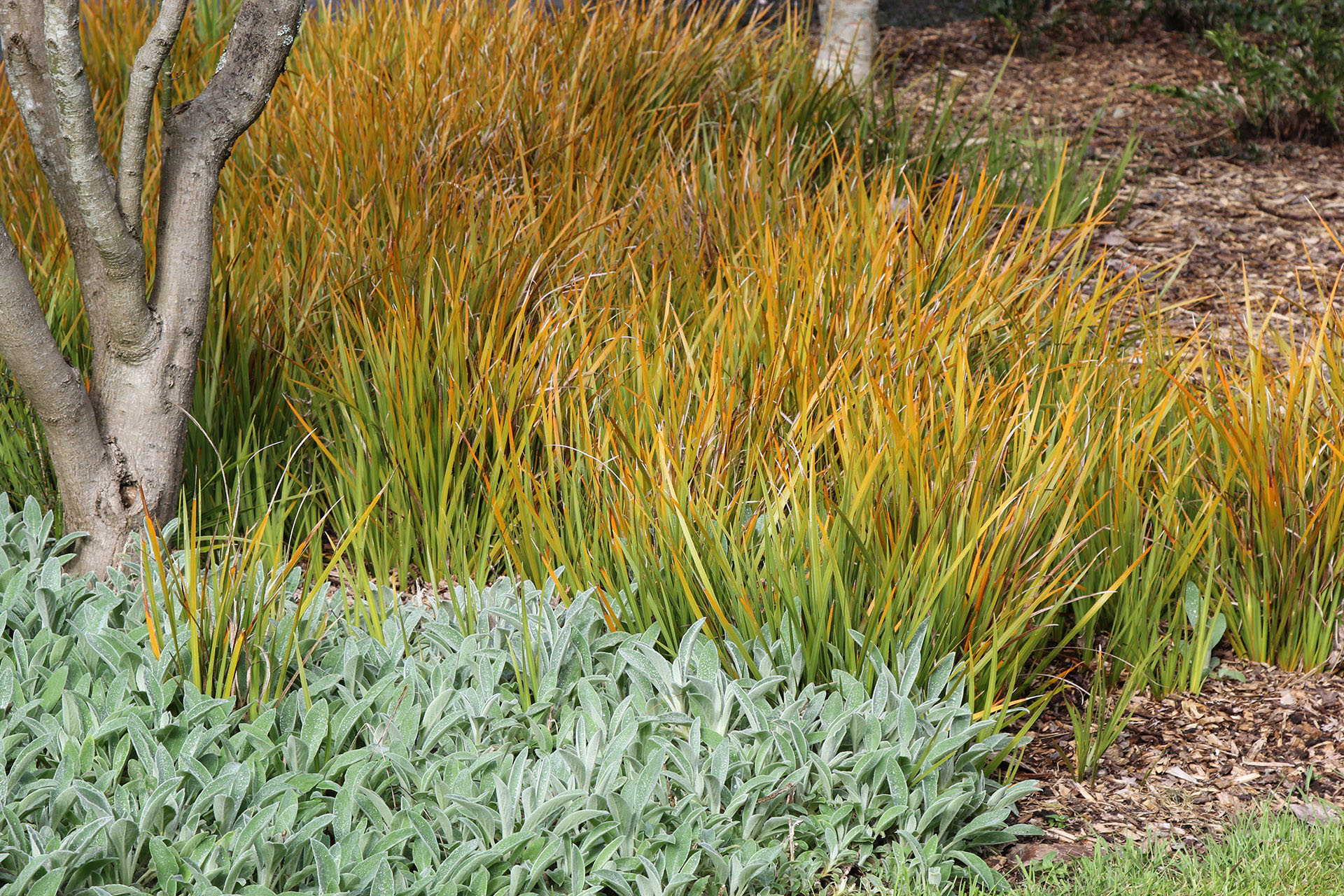Libertia cheap